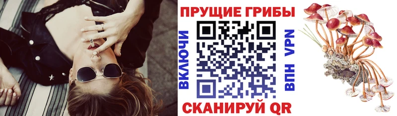 купить закладку  Киржач  Псилоцибиновые грибы мицелий 